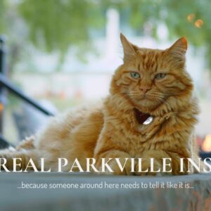 Mr. Ray Parkville guide — orange tabby cat in bow-tie napping in sunny porch spot at Main Street Inn