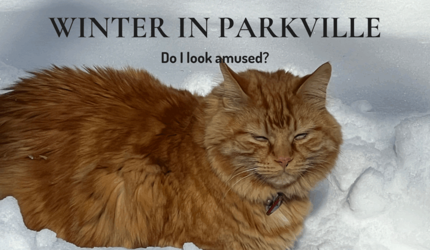 Mr. Ray, the resident cat of Main Street Inn in Parkville, lounging in the snow with a disapproving glare during winter.