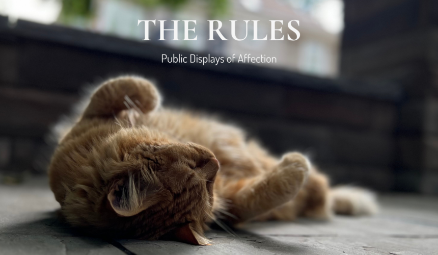 Mr. Ray, the orange tabby mascot of Main Street Inn, relaxes on the sunny patio for his summer edition of the Bow-Tie Dispatch, "Rules for Public Displays of Affection."