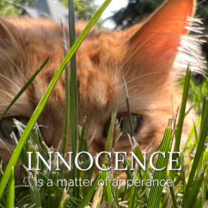 Mr. Ray sits calmly in the summer grass outside Main Street Inn for The Art of Looking Innocent, appearing completely innocent despite the circumstances.