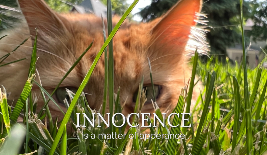 Mr. Ray sits calmly in the summer grass outside Main Street Inn for The Art of Looking Innocent, appearing completely innocent despite the circumstances.